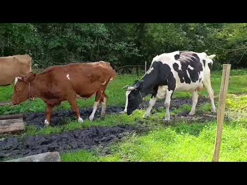 Видео: Как у нас дела? Растём, гуляем, работаем.