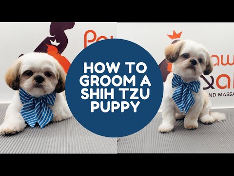 Видео: Как ухаживать за щенком ши-тцу, подстриженным под плюшевого мишку