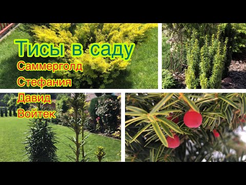 Видео: Кто лучший ? Четыре сорта тиса для сада | тис Саммерголд, тис Стефания, тис Давид и тис Войтек |
