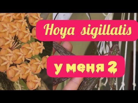 Видео: Цветущие МЕЛКОЛИСТНЫЕ ХОЙИ , которые НЕ МОГУТ ВАМ НЕ ПОНРАВИТЬСЯ