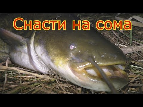 Видео: Ловля сома на куриную печень и как сделать снасть на сома . My fishing