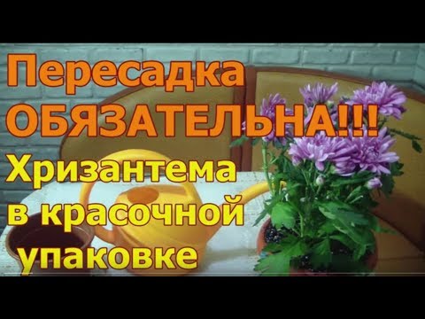 Видео: Комнатная Хризантема . Почему ее надо сразу пересадить !