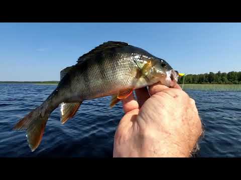 Видео: Наловили крупных окуней. Рыбалка с сыном.
