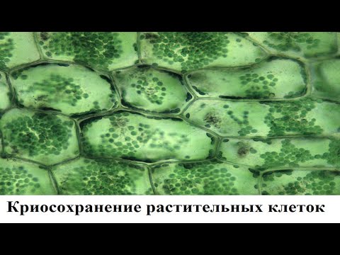 Видео: Криосохранение растительных клеток