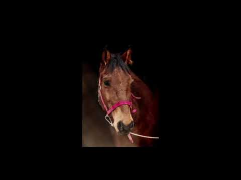 Видео: жылқы ат сыны ат баптау жылқы сыны жұйрік жылқы