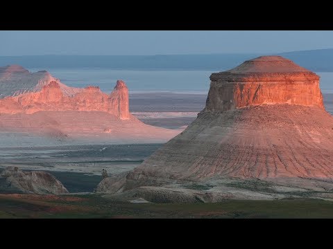 Видео: Как дерево превратилось в камень