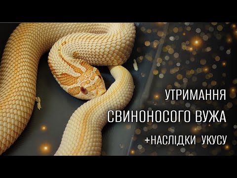 Видео: Свиноносий вуж: отрута та догляд | Heterodon nasicus 