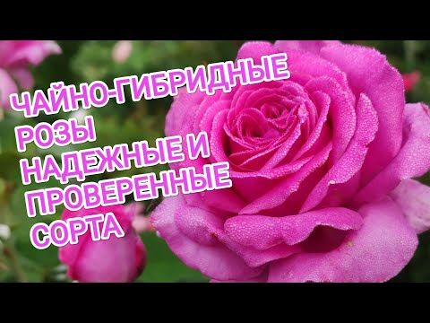 Видео: ЧАЙНО-ГИБРИДНЫЕ РОЗЫ. НАДЕЖНЫЕ И ПРОВЕРЕННЫЕ СОРТА.