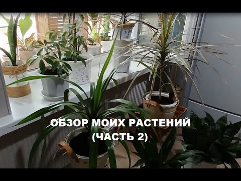 Видео: Обзор моей коллекции комнатных растений (Часть 2)