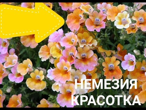 Видео: ЧЕРЕНКОВАНИЕ НЕМЕЗИИ и немного о ней.