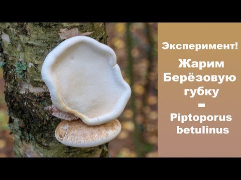 Видео: Эксперимент! Жарим Берёзовую губку.