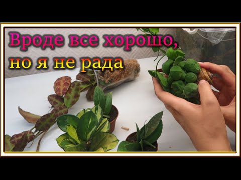 Видео: Растения из закупки это лотерея