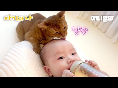 Видео: Как ведет себя кошка для самого младшего дворецкого