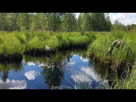 Видео: Таёжное троеборье. Дрова, рыбалка, коп.