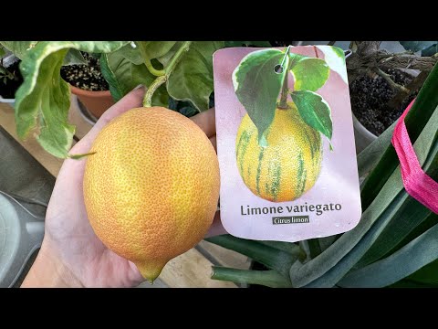 Видео: Лимон вариегатный Эврика пинк 🩷 Полосатый лимон с розовой мякотью 