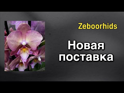 Видео: #ОРХИДЕИБАБОЧКИ - невероятный ассортимент! 🌸🔥