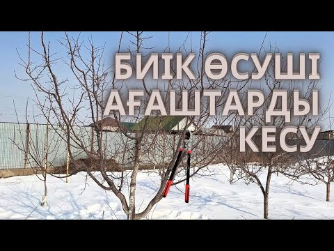 Видео: ӨРІК АҒАШЫН КӨП ЛИДЕРЛІ ӘДІСТЕ КЕСУ
