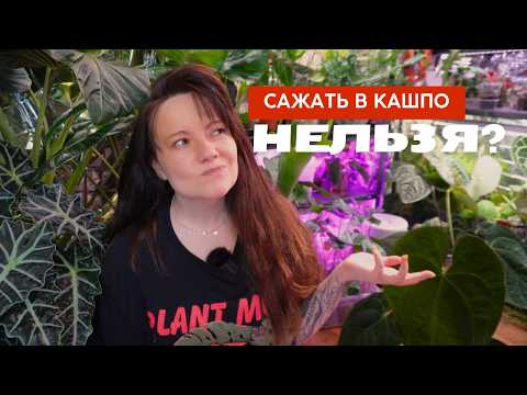 Видео: Кашпо или горшок: гид по правильному выбору для ваших растений