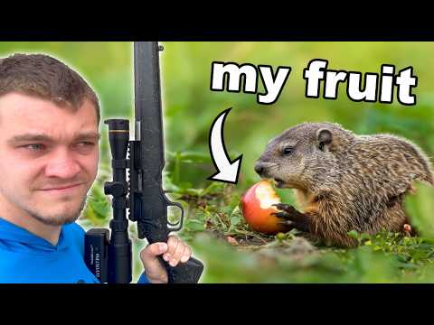 Видео: Эти сурки уничтожают мой сад!