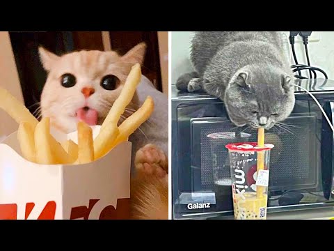 Видео: Люди в рабстве у котиков!