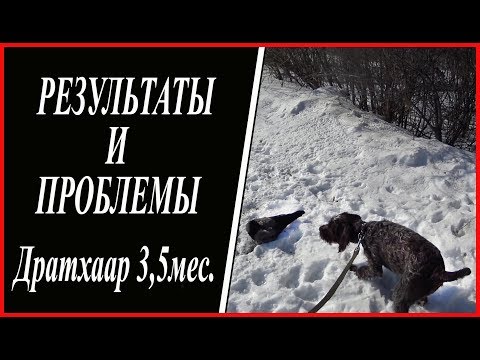 Видео: Дратхаар. Дэви 3,5 месяца ( результаты и проблемы)