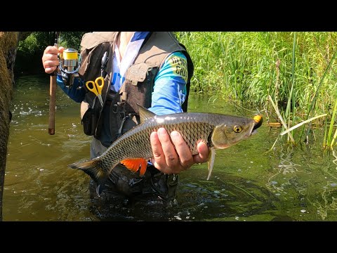 Видео: Крупный голавль с первого заброса на классном перекате! TsuYoki Chef & ZB B-Switcher