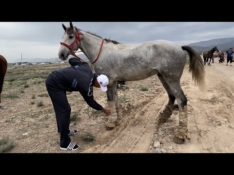 Видео: Бакубат Талас Командасы Баткенде.