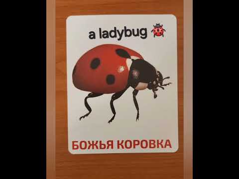 Видео: Наглядный словарь. Насекомые 🐞 #shorts #picture_dictionary #english #insects #английский #школа