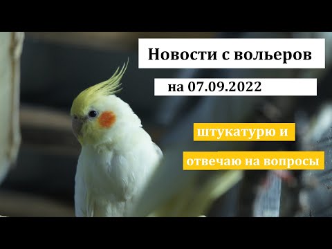 Видео: TimPtitZ: Новости с вольеров на 07.09.22. Штукатурю и отвечаю на вопросы.