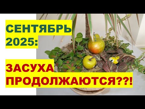 Видео: ЖАРКИЙ СЕНТЯБРЬ 2025! КАК ЭТО ПОВЛИЯЕТ НА ВАШ ОГОРОД?