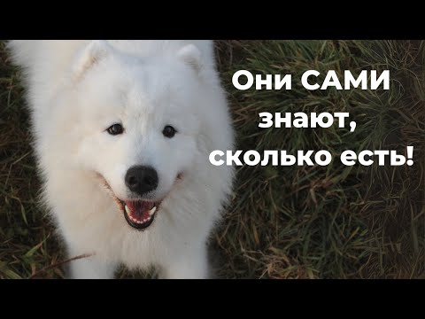 Видео: Может ли собака наесться? 7 главных причин и проблем в питании!
