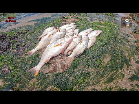 Видео: Косяк вороньих щук, кусающих при каждом забросе.  || Corvina feast in rocks