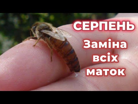 Видео: Заміна всіх старих маток! Коли і як часто?