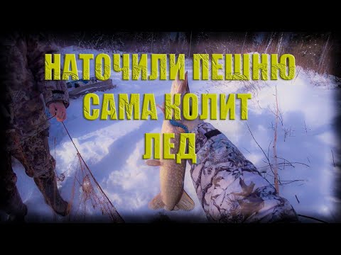 Видео: Соболя каннибалы, ловушка на омуте