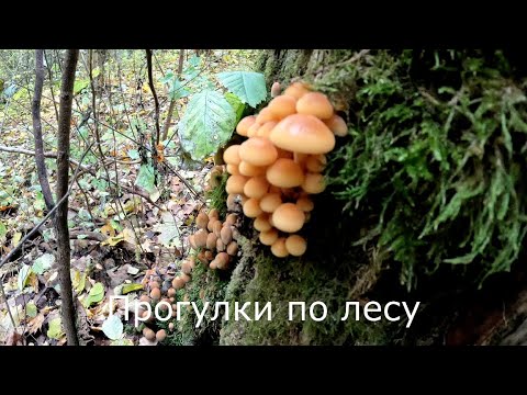 Видео: Прогулки по лесу | Осенние опята умерли, а зимние опята я все же нашел.