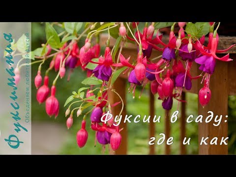 Видео: Фуксии в саду: где и как