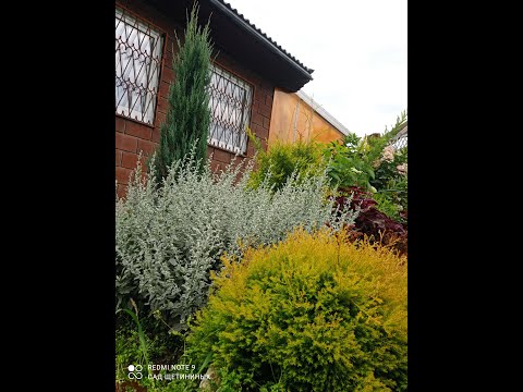 Видео: Большой обзор клумбы с гортензиями