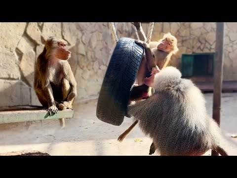 Видео: ГЛАЗАМ НЕ ВЕРИМ! Что случилось? Лида и Люся ПОДРУЖИЛИСЬ? ВЗАИМНЫЕ ОБНИМАШКИ? Топа и Кнопа в кадре!