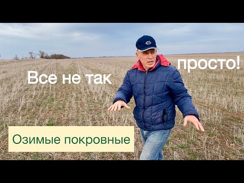 Видео: Состав один - результат разный?! | Озимые покровные