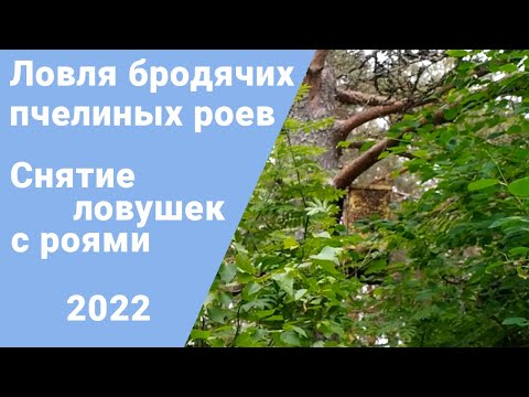 Видео: Ловля пчелиных роев. Снятие ловушек с роями.