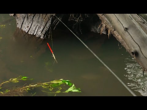 Видео: Рыбачу под ПНЁМ, наловил ведро рыбы!