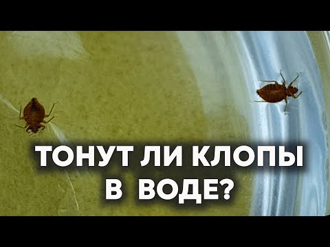 Видео: Погибают ли КЛОПЫ В ВОДЕ?