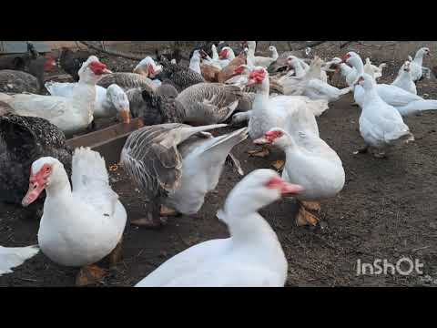 Видео: ВИГНАЛИ З ДОМУ! ДЛЯ КОГО Я ЦЕ ВСЕ РОБЛЮ? ЩО ДАЛІ? МІЙ ЗООПАРК ТА ЖИТТЯ ЯК ВОНО Є