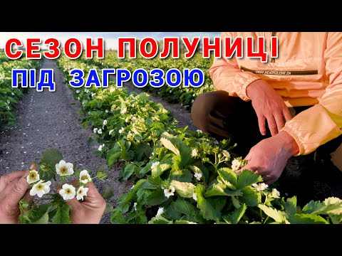 Видео: Мороз на полуниці під час цвітіння! Який буде врожай?