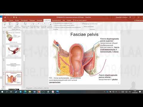 Видео: Фасции диафрагмы таза. Запись 2023.03.21