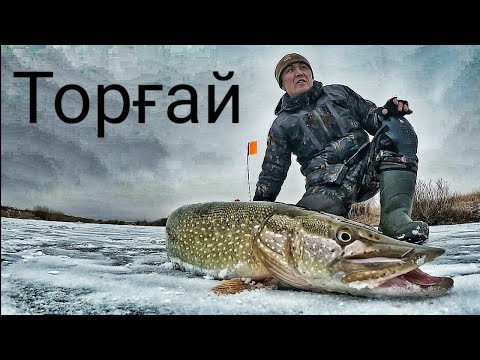 Видео: Наш первая рыбалка в ТОРҒАЙ домбыра бешбармак море рыбы....