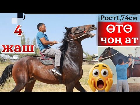 Видео: Эркин ажынын ОТО чон аты
