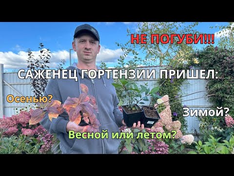 Видео: Что делать с саженцами гортензии после покупки? Советы для любого сезона