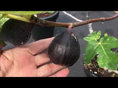 Видео: Ficus Carica, figs. Harvesting and tasting figs. Инжир.Продолжаю показывать созревающие сорта инжира