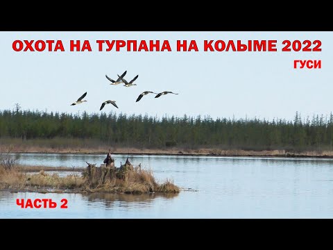 Видео: ОХОТА НА ТУРПАНА НА КОЛЫМЕ 2022 ЧАСТЬ 2. HUNTING FOR VELVET SCOTER IN SIBERIA. KOLYMA